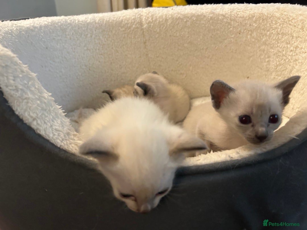 Siamese cats for sale: Traditional Siamese kittens  - Image 3
