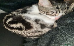 Bengal cats for sale: 5 females bengal cats  - Image 3
