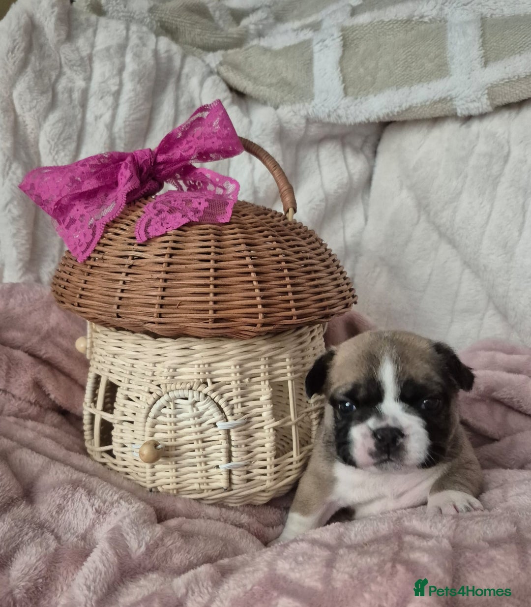 French Bulldog dogs for sale: French Bulldog Puppies - Advert 4