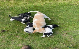 Mixed Breed dogs for sale: Beagle x Springer Spaniel - Image 10