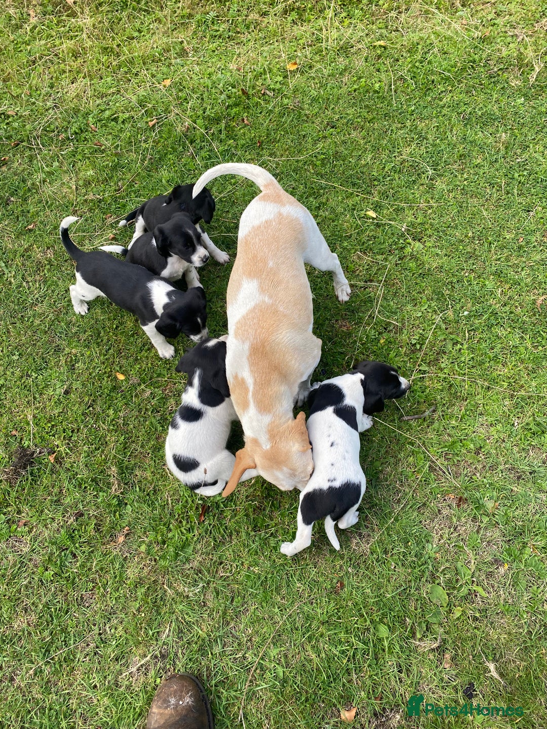 Mixed Breed dogs for sale: Beagle x Springer Spaniel - Image 10