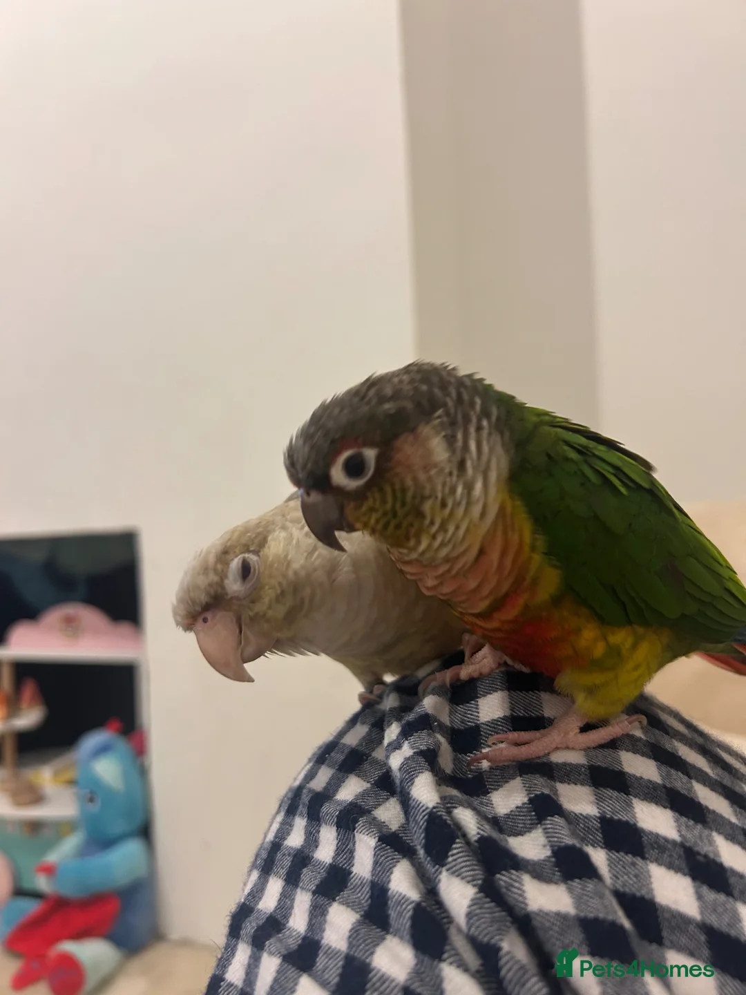 Conures birds for sale: Bonded pair of conures  in Gosport - Advert 2