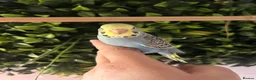 Budgerigars birds for sale: Baby budgies handled by hand  - Advert 8