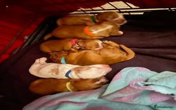 Cocker Spaniel dogs for sale: Cocker Spaniel Puppies - Advert 14