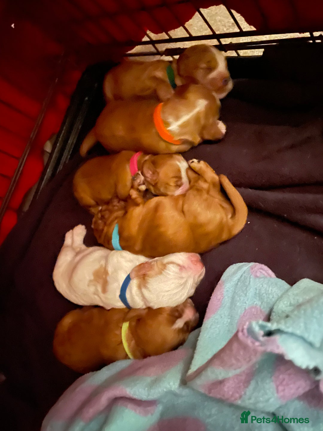 Cocker Spaniel dogs for sale: Cocker Spaniel Puppies - Advert 14