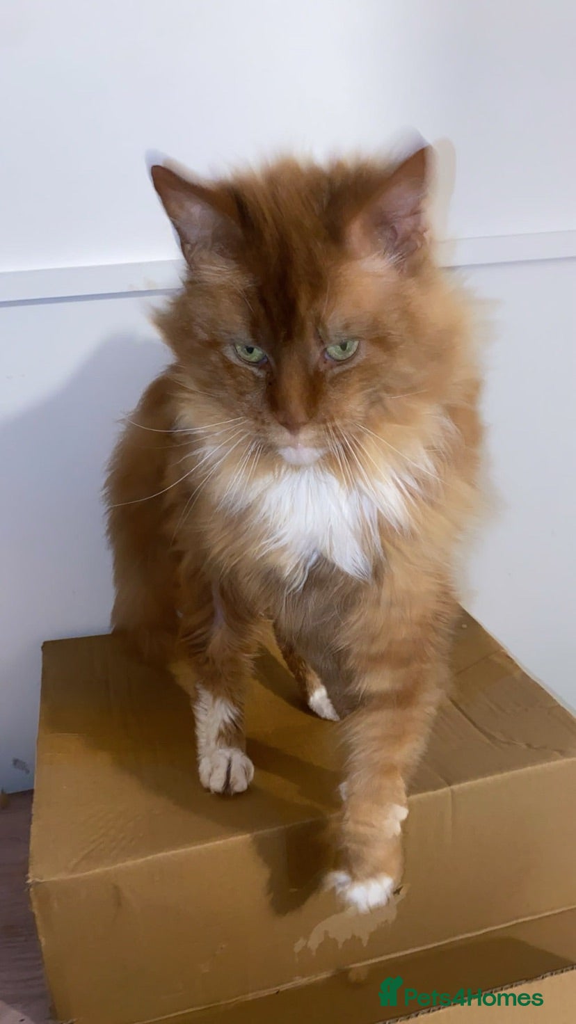 Maine Coon cats ABSOLUTELY BEAUTIFUL Red Tabby Maine Coon Boy - Advert 16