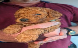 Cavapoo dogs for sale: Cavapoo Puppies for Sale F1B £950 - Image 7