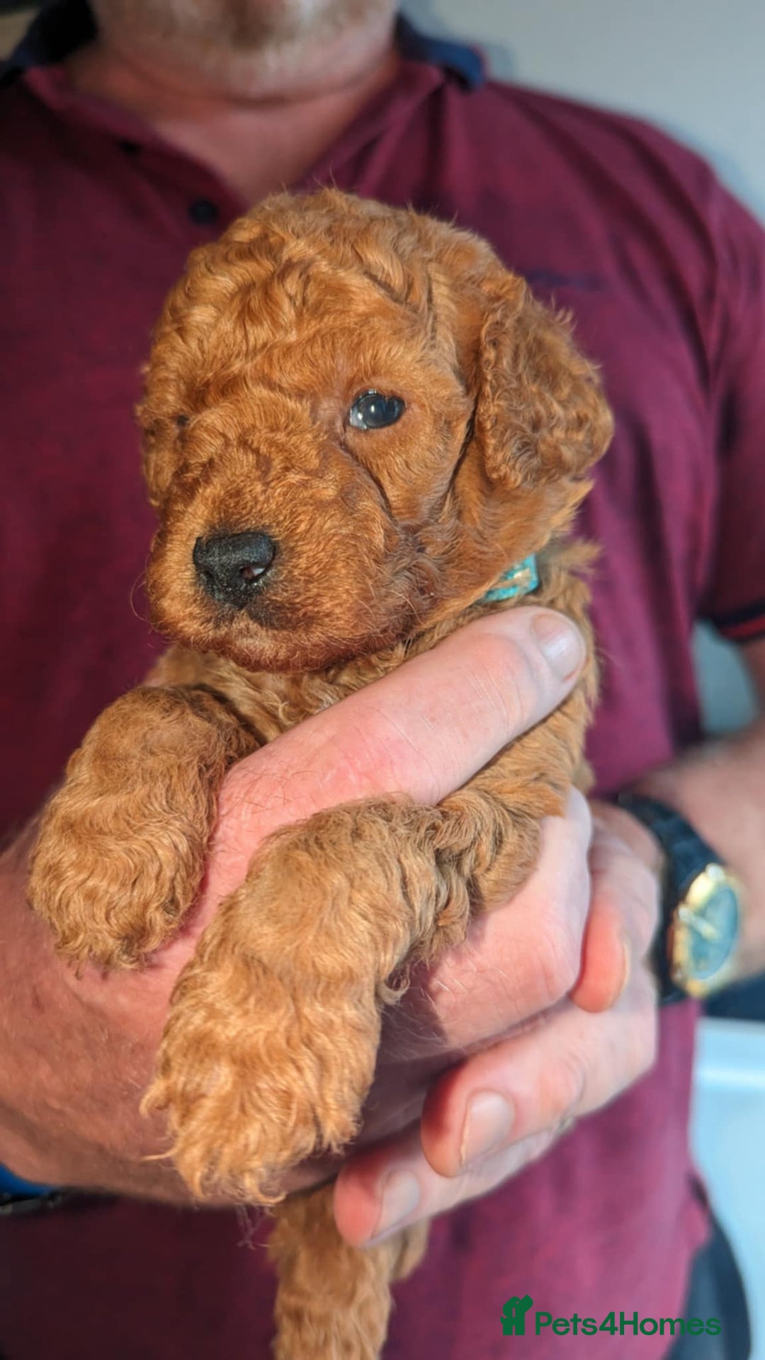 Cavapoo dogs for sale: Cavapoo Puppies for Sale F1B £950 - Image 7
