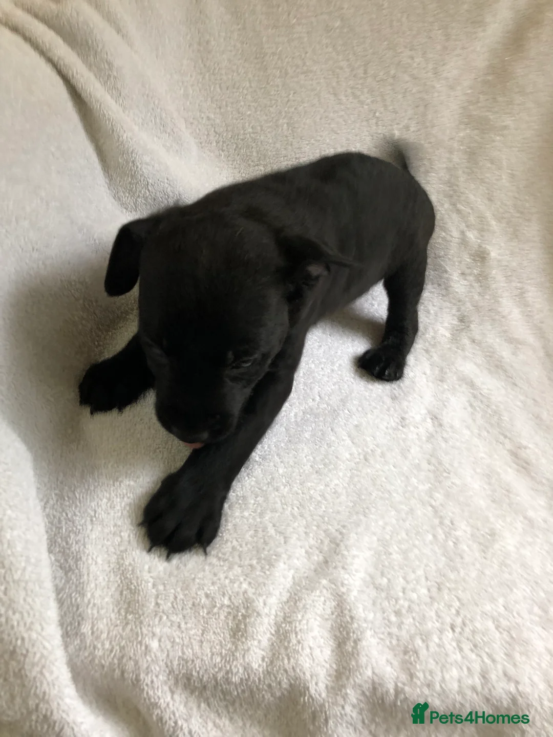 Patterdale Terrier dogs for sale: Patterdale puppies  in Burnley - Advert 12