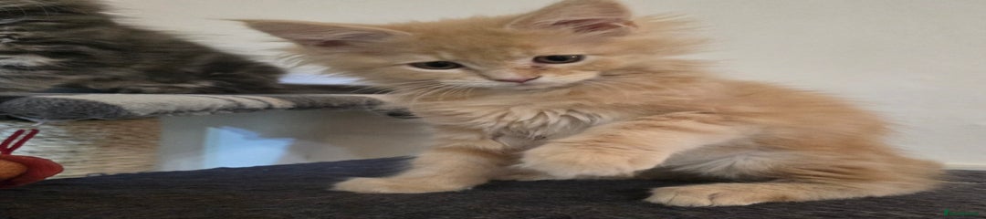 Maine Coon Kitten 4