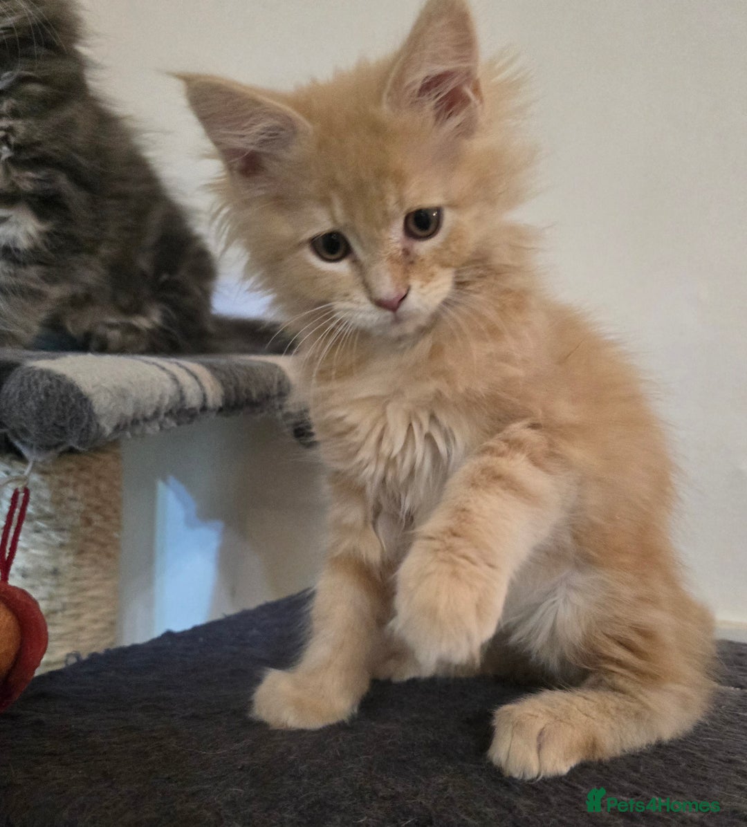 Maine Coon cats for sale: Beautiful Maine coon kittens  - Image 15