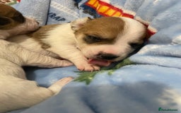 Mixed Breed dogs for sale: Chihuahua x Jack Russell puppies - Image 15
