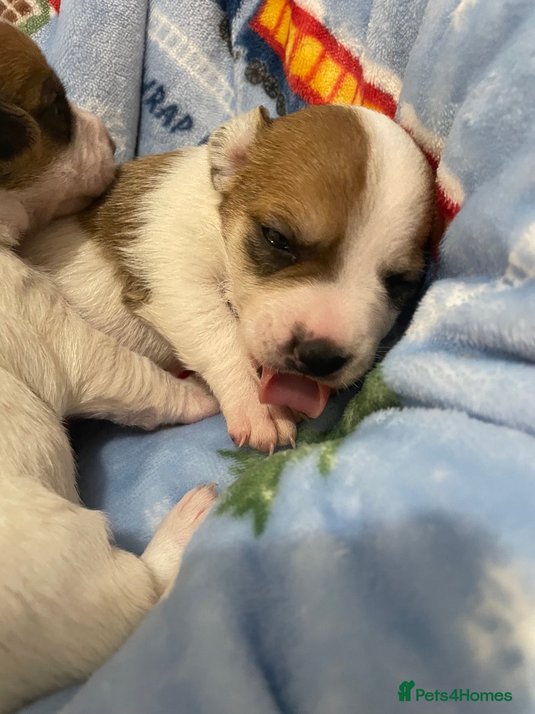 Mixed Breed dogs for sale: Chihuahua x Jack Russell puppies - Image 15