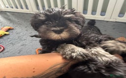 Miniature Schnauzer dogs for sale: health tested parents  - Image 14