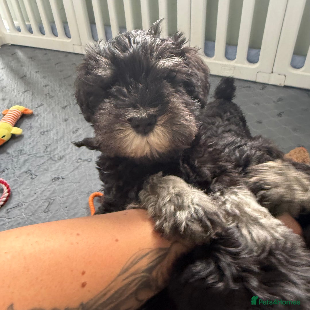 Miniature Schnauzer dogs for sale: health tested parents  - Image 14