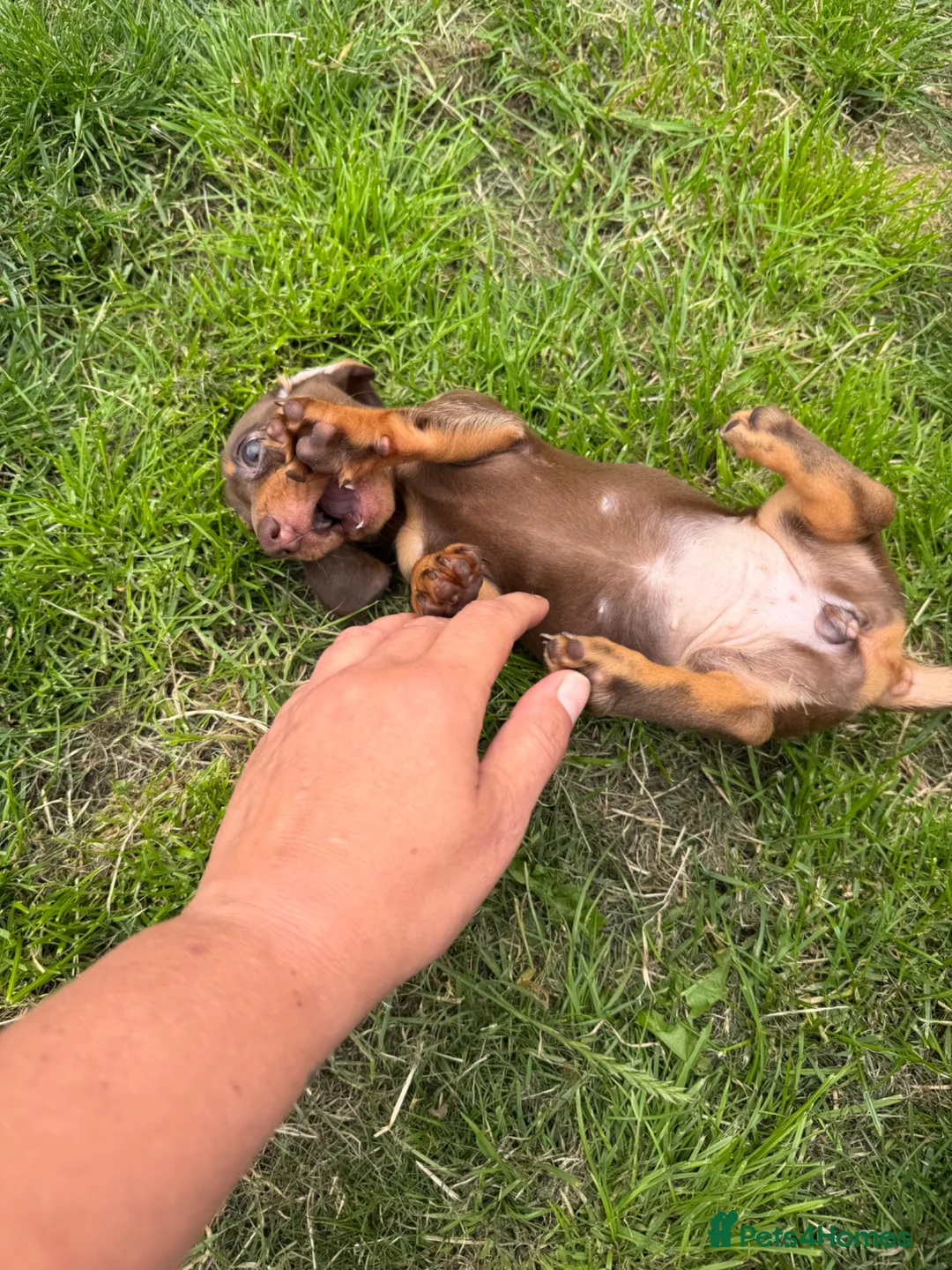 Miniature Dachshund dogs for sale: Miniature Dachshunds puppies in Bishop Auckland - Advert 11