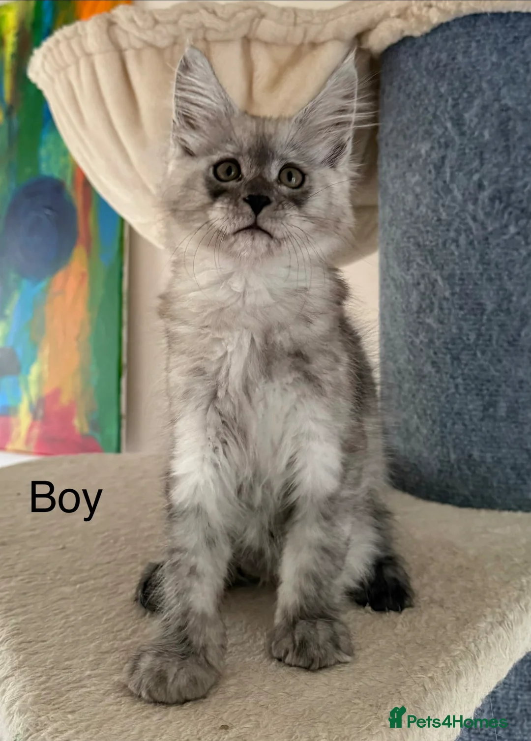 Maine Coon cats for sale: XXL kittens Tica ❤️ - Advert 19