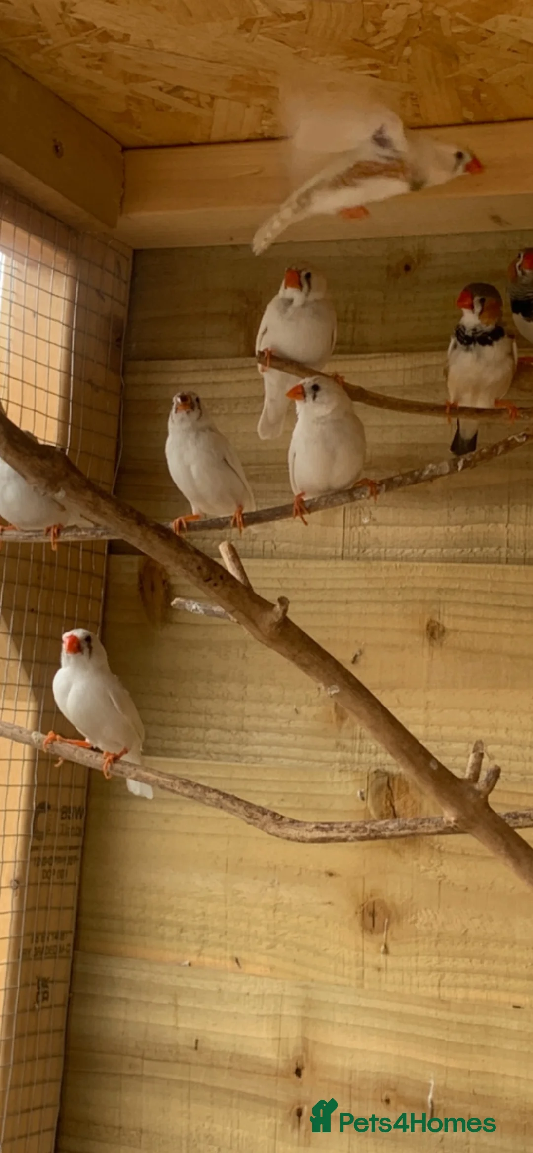 Finches birds for sale: Pied zebra finches  - Advert 2