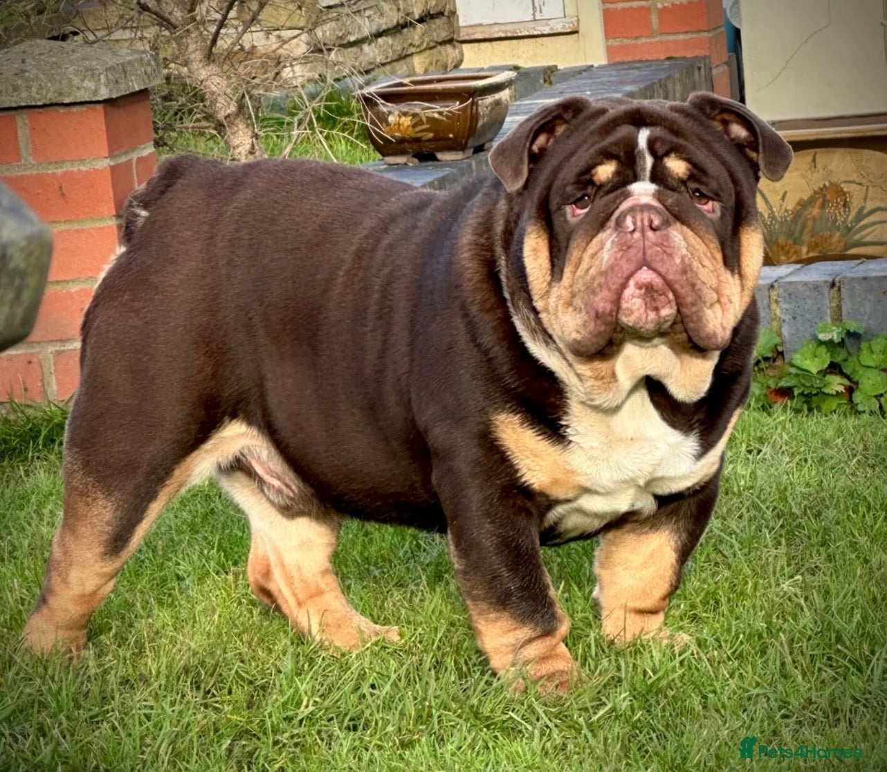 English Bulldog dogs for sale:  English Bulldogs DWKC 🧬🏆 Final reduction! - Advert 28