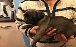 Pug dogs for sale: Platinum pug girls vaccinated Insured microchipped - Image 17