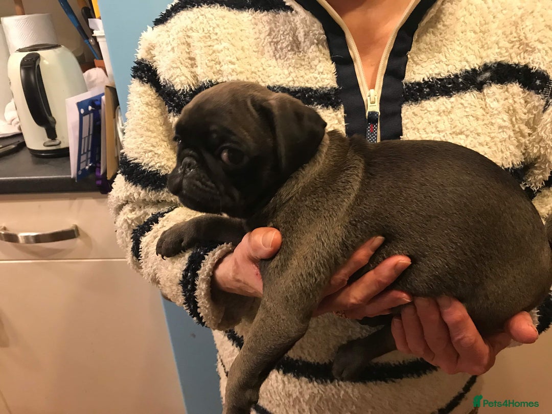 Pug dogs for sale: Platinum pug girls vaccinated Insured microchipped - Image 17