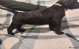 Cane Corso dogs for sale: Cane Corso - Image 9