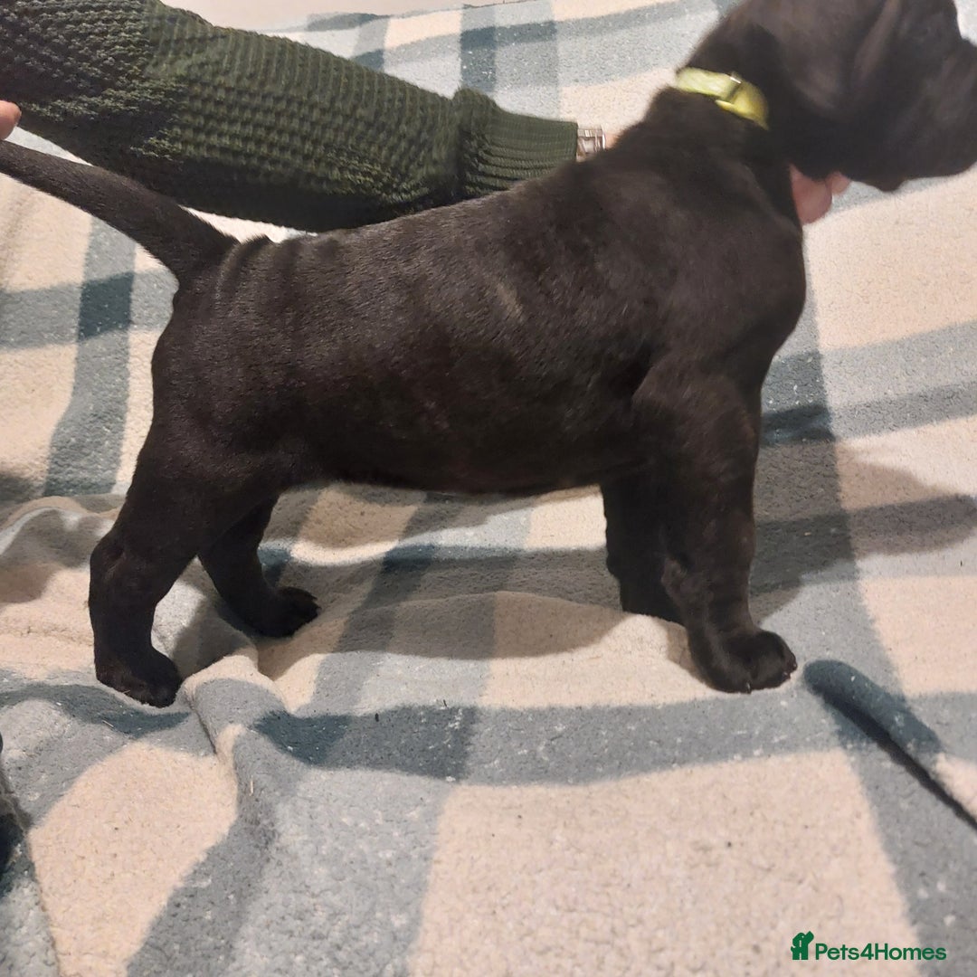 Cane Corso dogs for sale: Cane Corso - Image 9