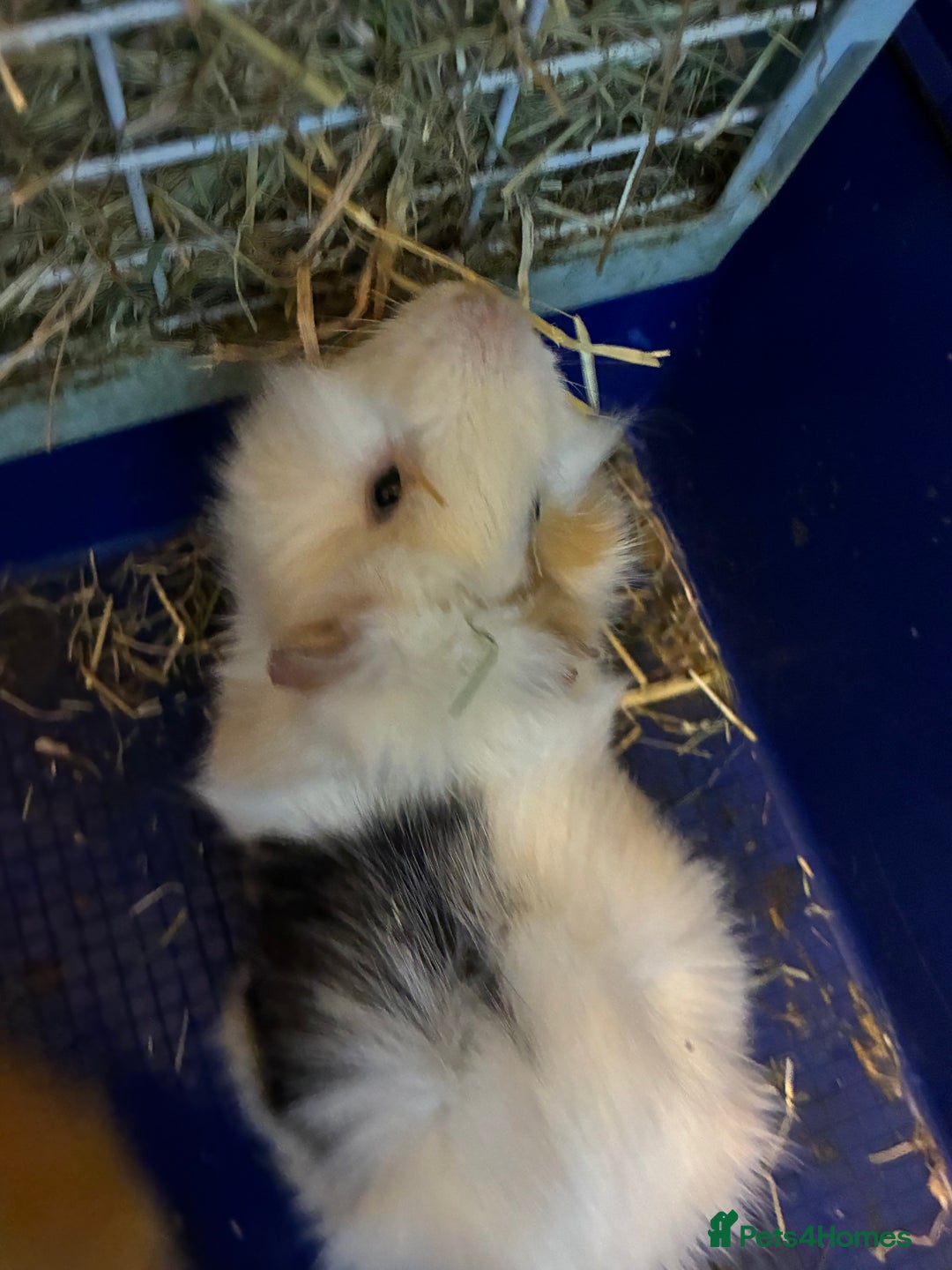 Guinea Pig rodents for sale: Two male guinea pigs - Advert 3