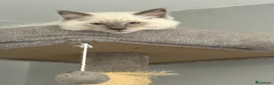 Ragdoll 2
