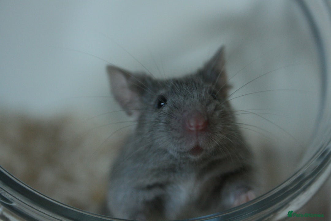 Mouse rodents for sale: 🐭Neutered male mouse ready for adoption 🐭 - Advert 2