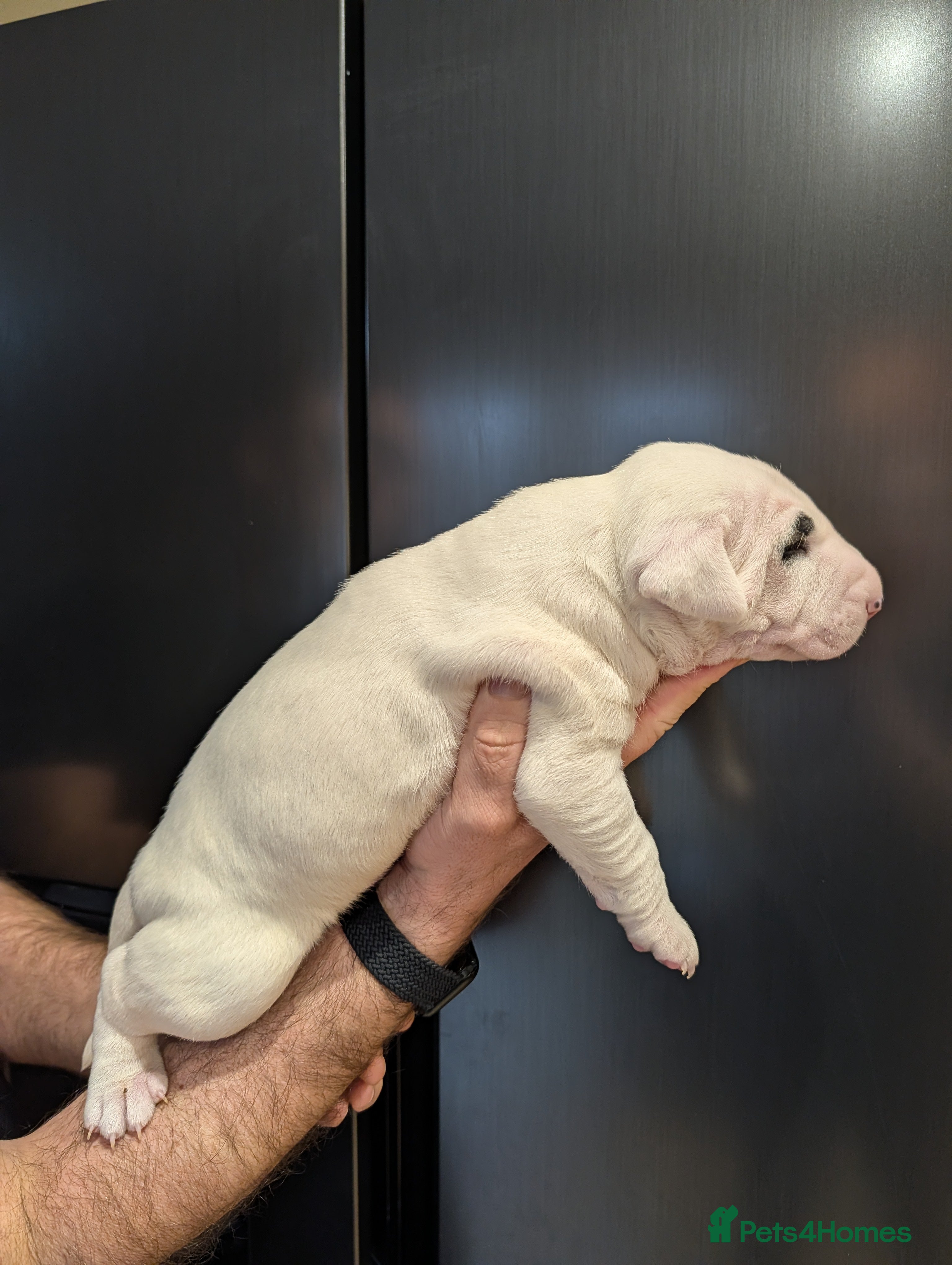 English Bull Terrier dogs English bull terrier pups - Advert 9