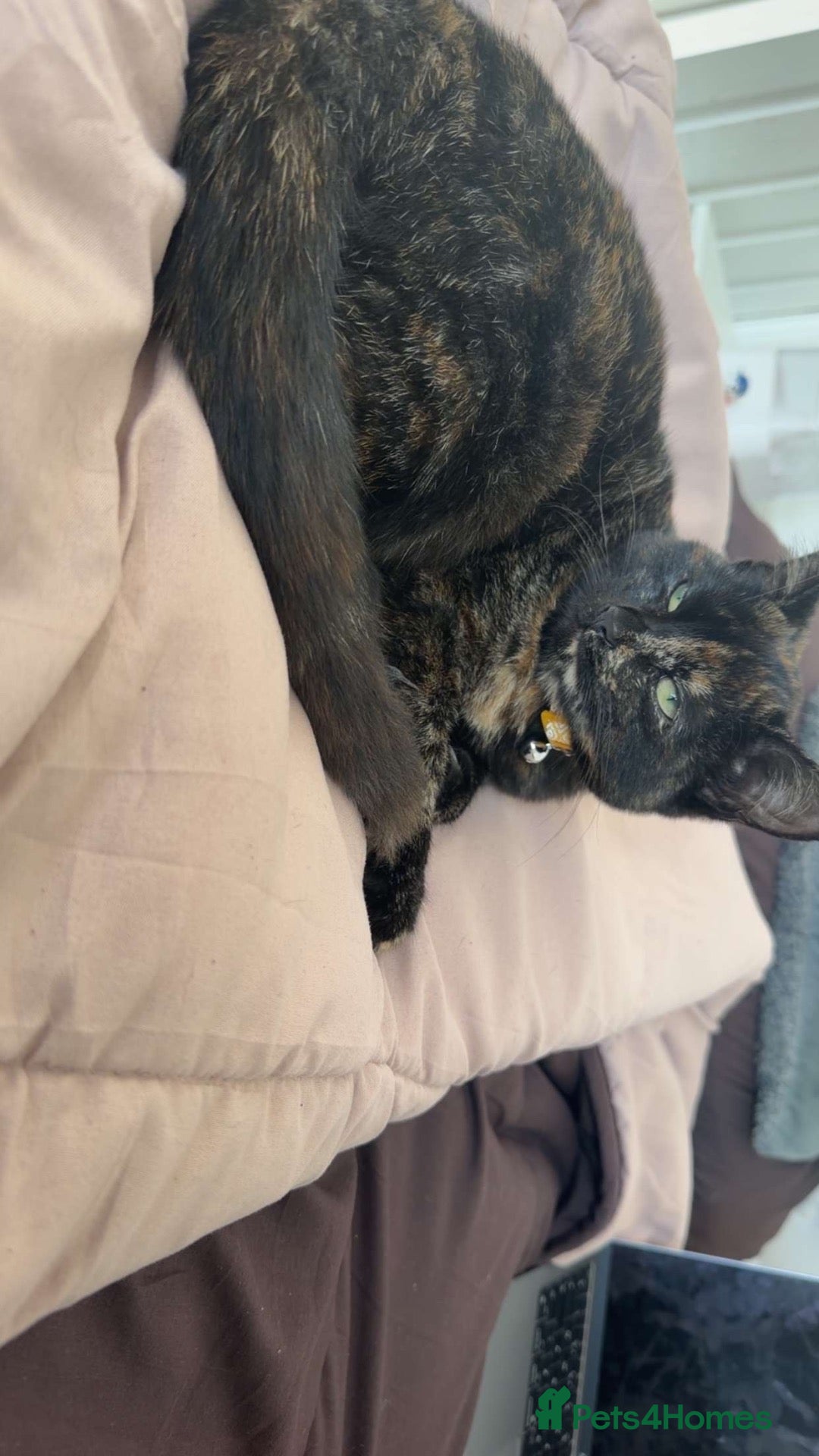 Domestic Shorthair cats 6 month old kitten  - Advert 6