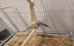 Budgerigars birds for sale: Budgie hens  - Image 1