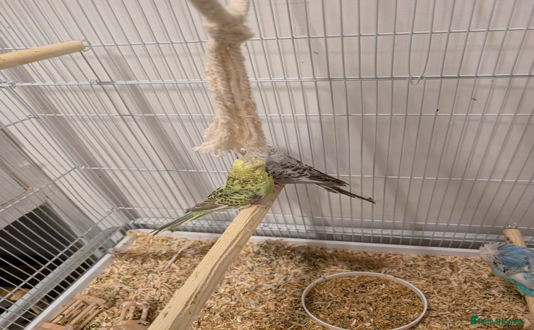 Budgerigars birds - Advert 2