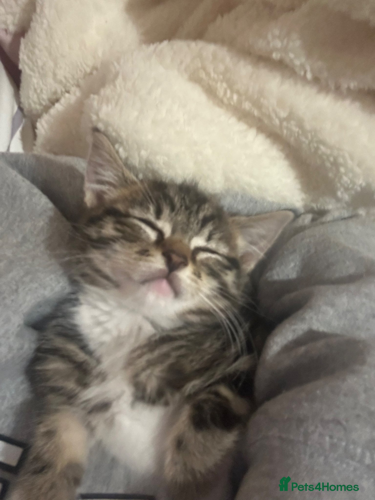 Ragdoll cats 9 week old female Ragdoll - Advert 8