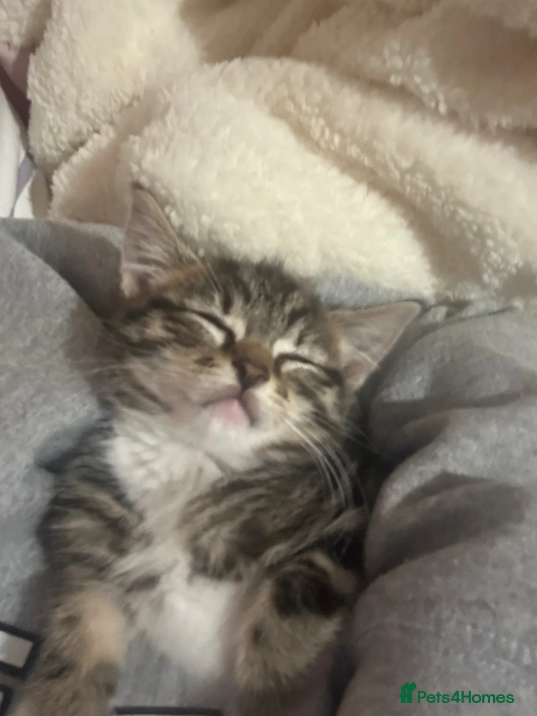 Ragdoll cats for sale: 9 week old female Ragdoll in Cardiff - Advert 1