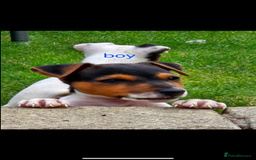 Jack Russell dogs for sale: Jack russel puppies  - Image 4