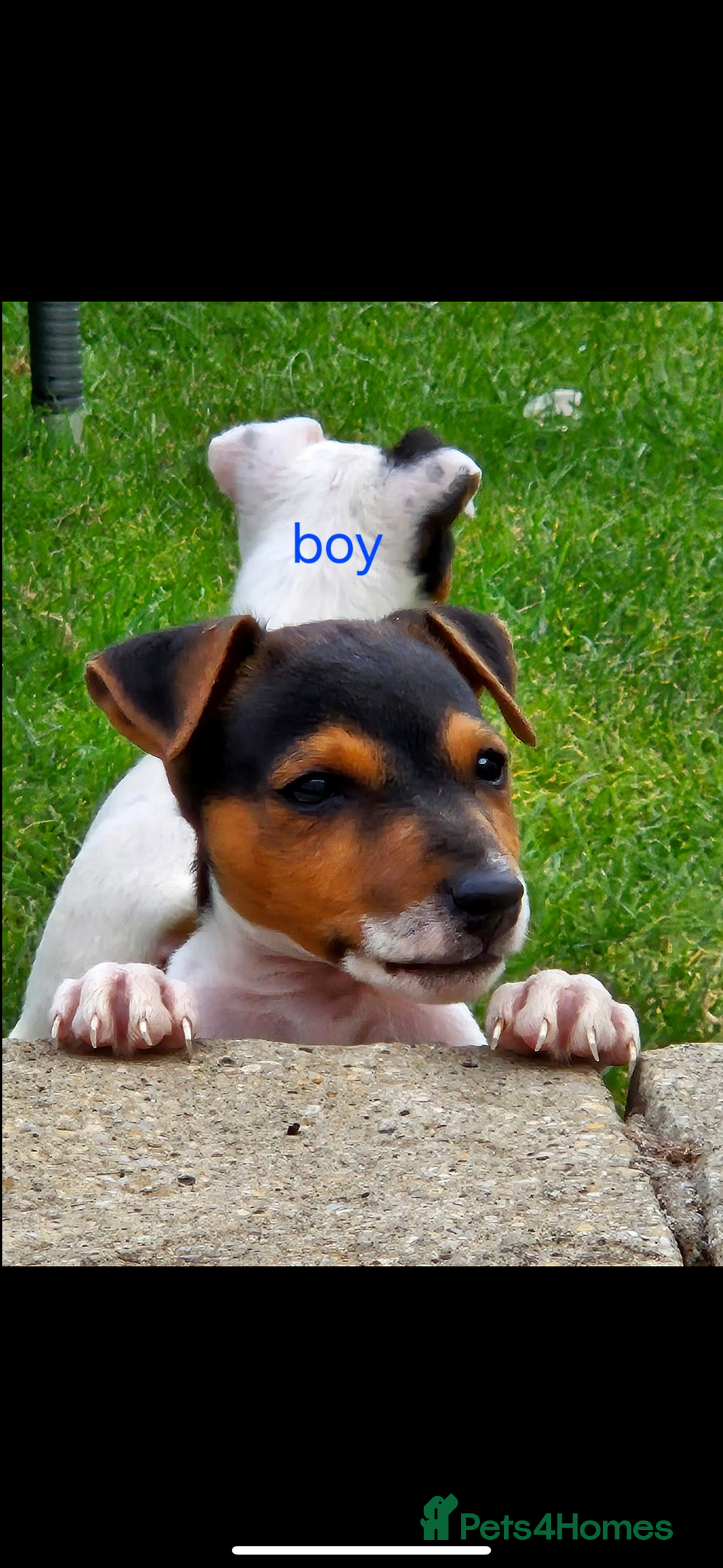 Jack Russell dogs for sale: Jack russel puppies  - Image 4