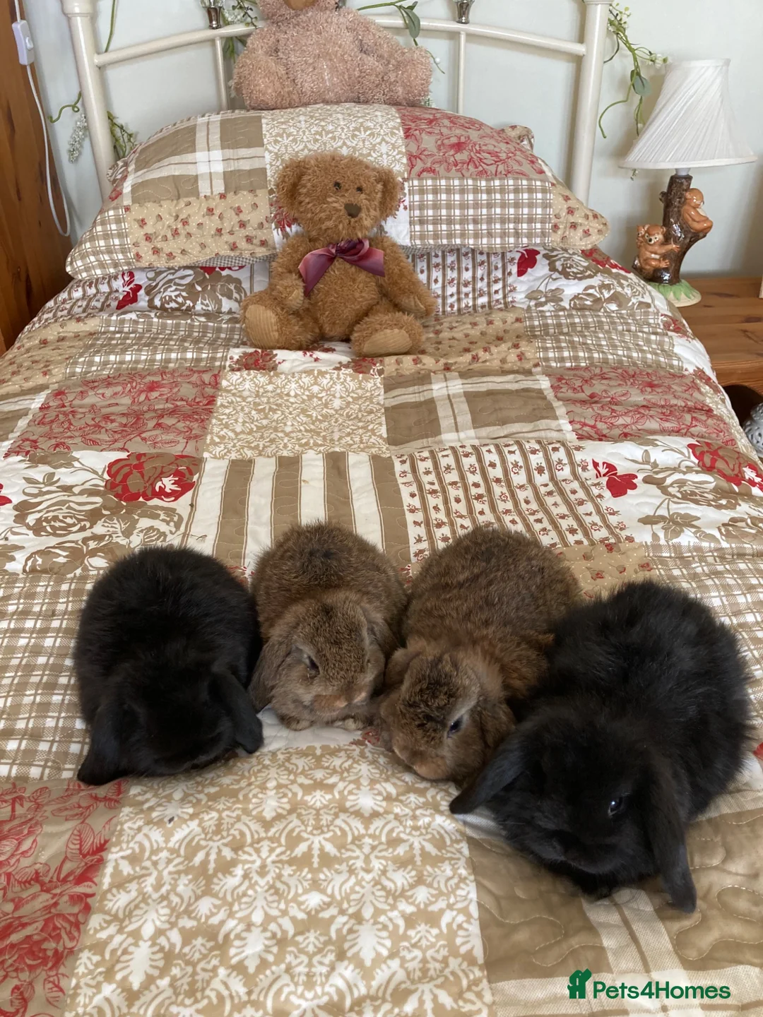 Mini Lop rabbits for sale: Gorgeous Mini Lops - Advert 2