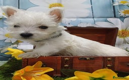 West Highland Terrier dogs for sale: Top import champion bred westies - Image 3