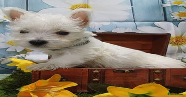 West Highland Terrier dogs - Advert 6