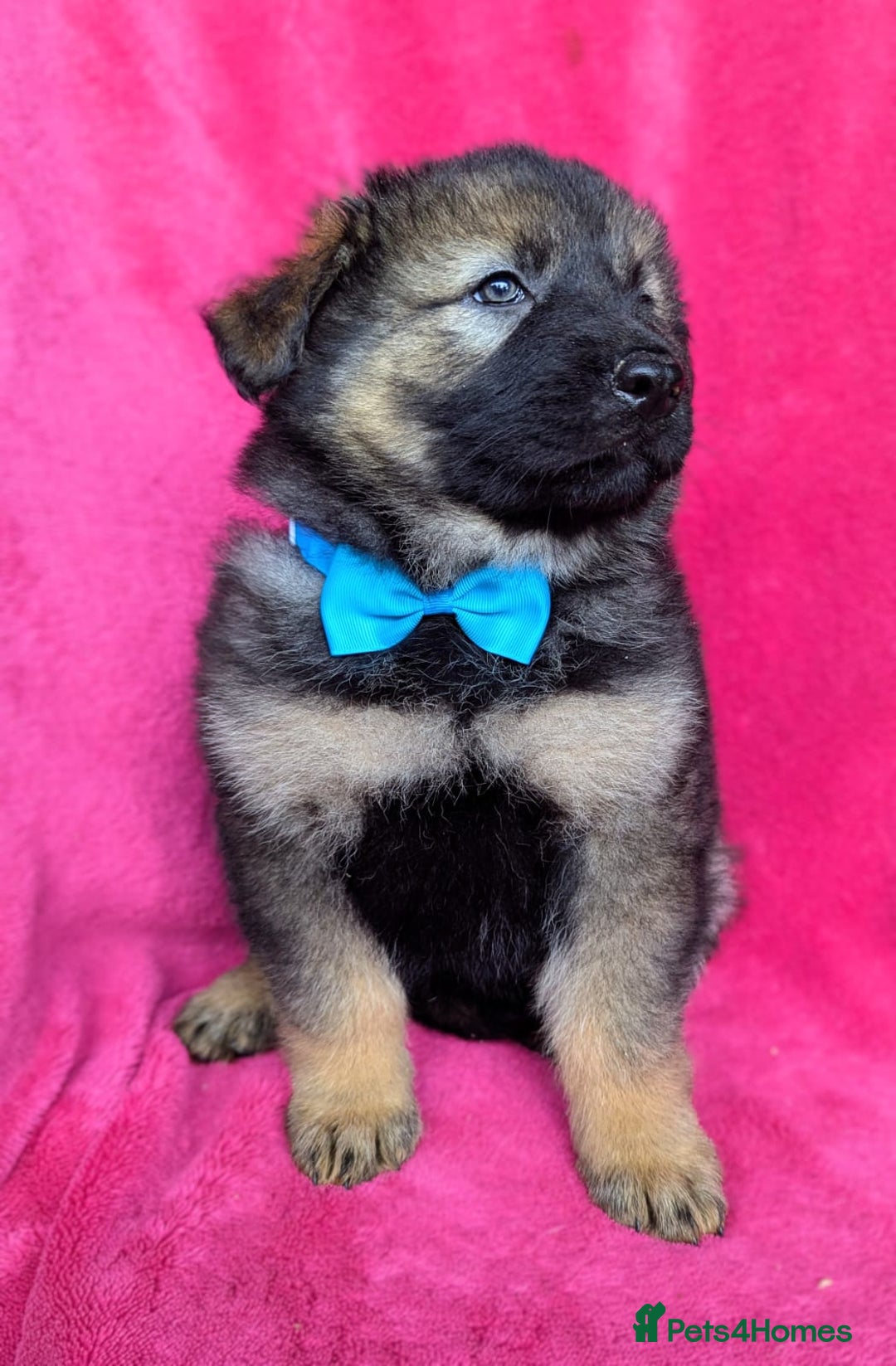 German Shepherd dogs for sale: Adorable German Shepherd puppies - Image 12