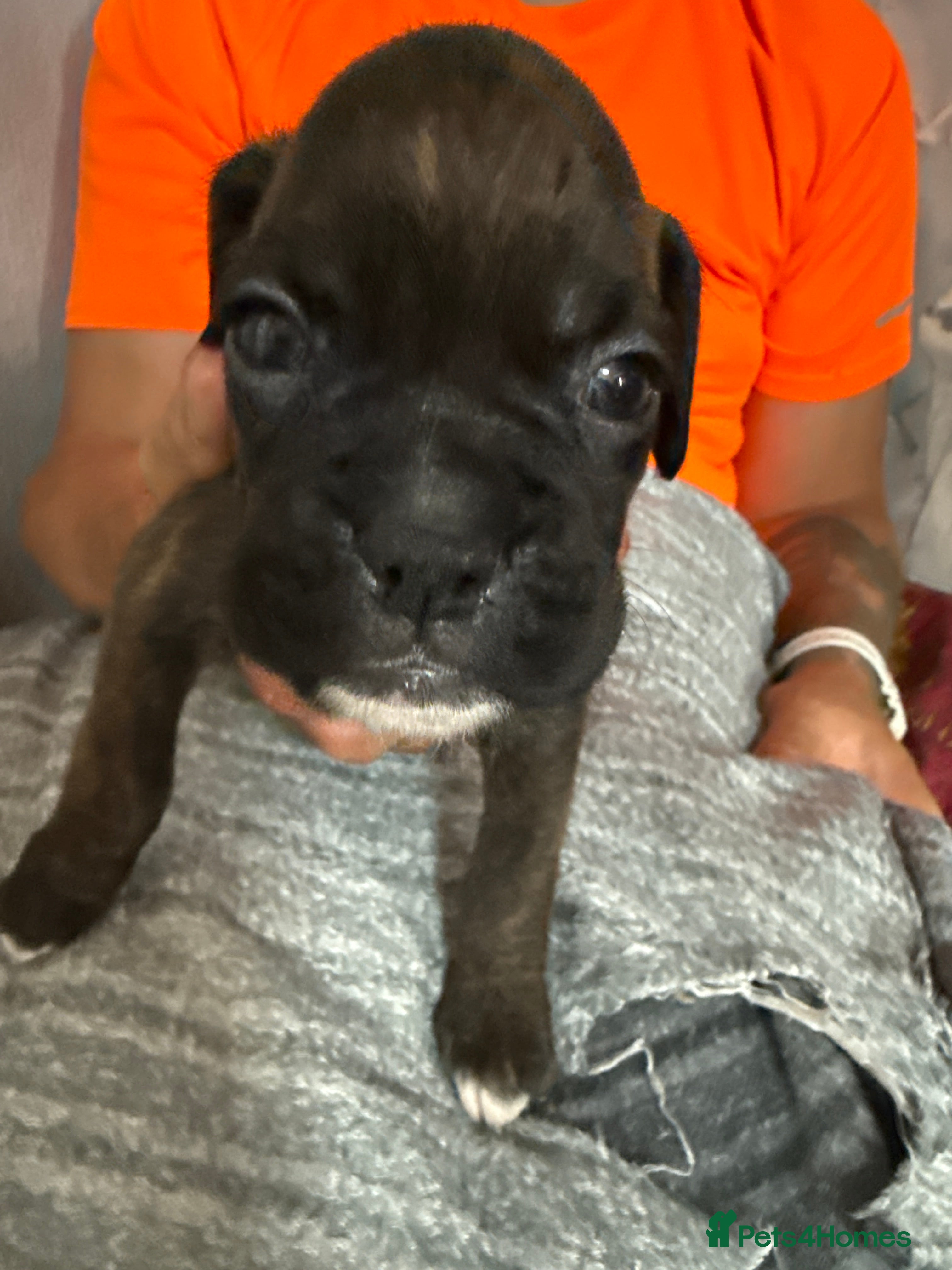 Boxer dogs Gorgeous K.C boxer pups for sale - Advert 2