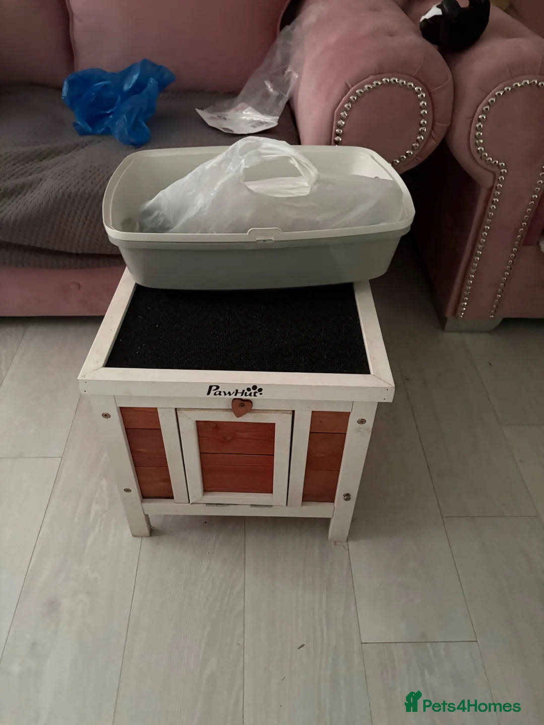 Mini Lop rabbits for sale: 3 mini Lops and full set up  - Advert 12