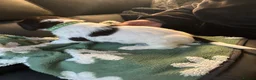 English Springer Spaniel dogs for sale: Beautiful litter 9 English Springer Spaniel pups - Advert 30