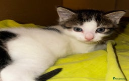 Domestic Shorthair cats for sale: Gorgeous boy and girl kittens  - Image 7