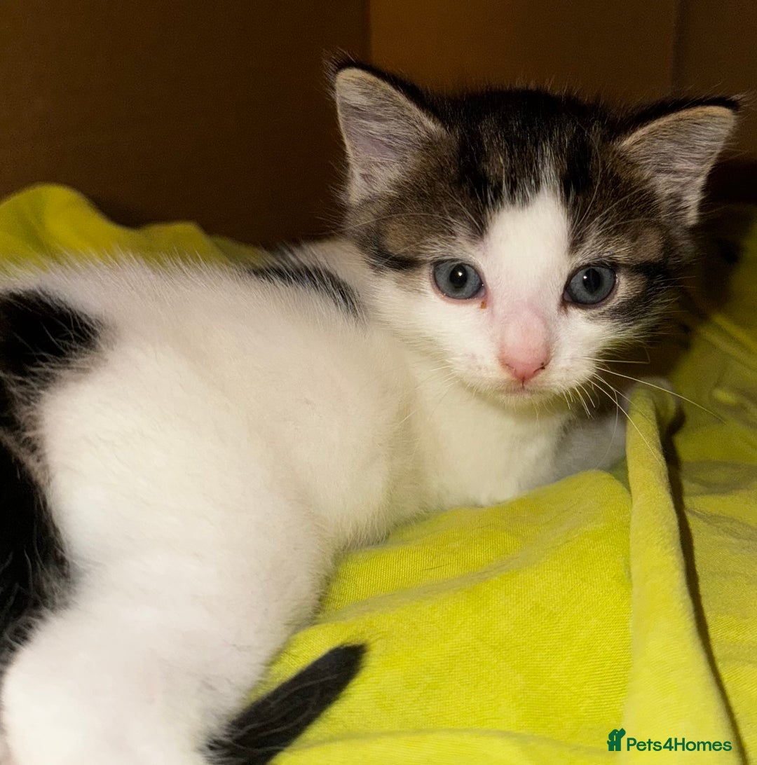 Domestic Shorthair cats for sale: Gorgeous boy and girl kittens  - Image 7