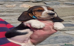Basset Hound dogs for sale: KC BASSET HOUND PUPPIES  - Image 6