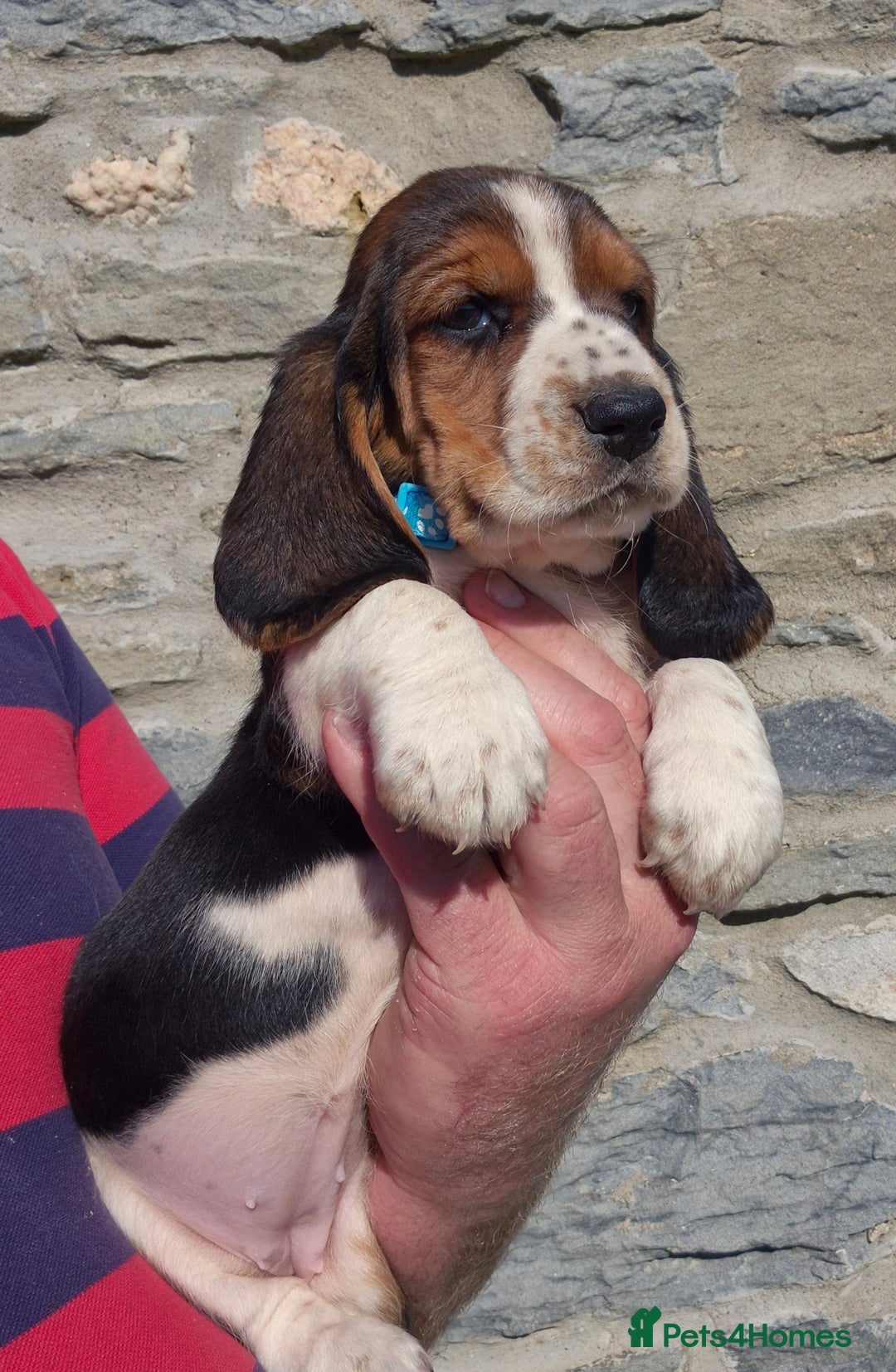 Basset Hound dogs for sale: KC BASSET HOUND PUPPIES  - Image 6