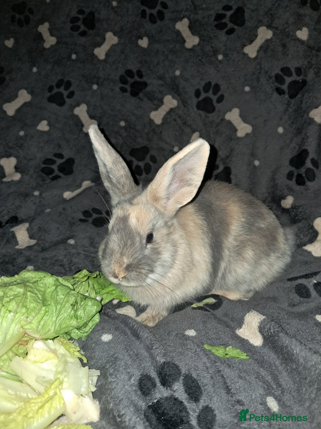 Harlequin rabbits for sale: Harlequin Rabbits for sale  - Image 4